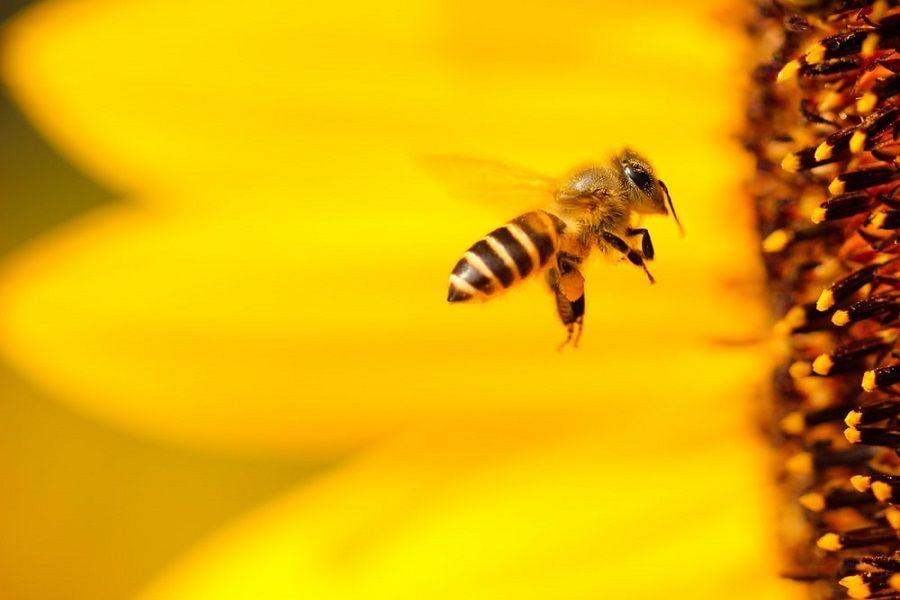 Pfanzenbestäubung durch Bienen