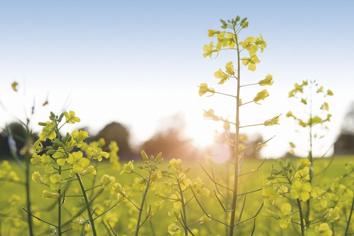 Vor- und Nachteile von Biogas – alles, was Du wissen musst