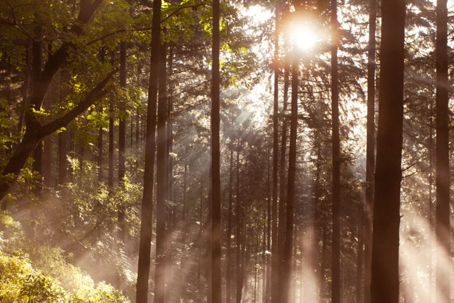 Jeder Baum zählt – Aufforstung zum Schutz des Klimas