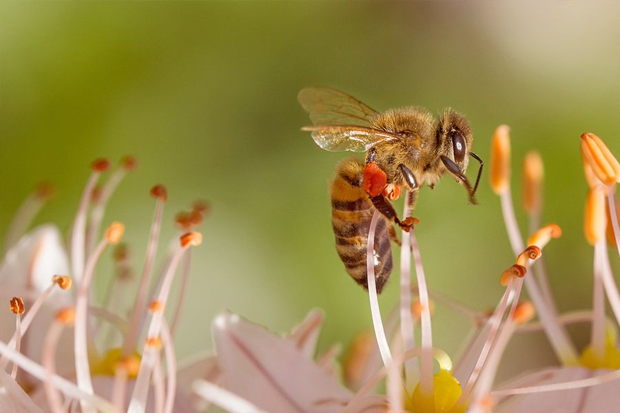 Warum Bienen so wichtig für unsere Umwelt sind