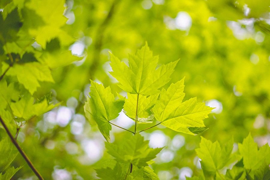 Grüne Blätter eines Baumes in Nahaufnahme