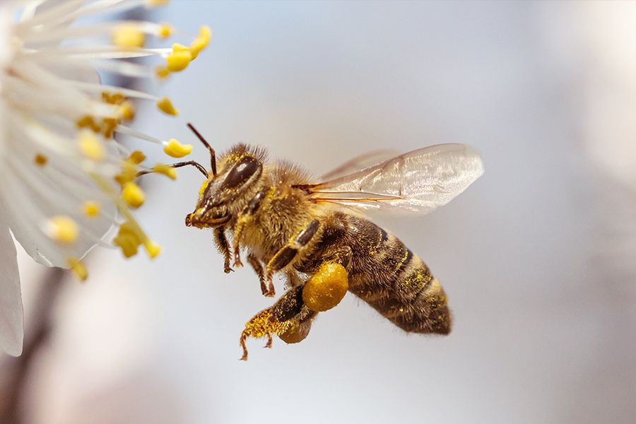 Weltbienentag – ein großer Tag für ein kleines Tier