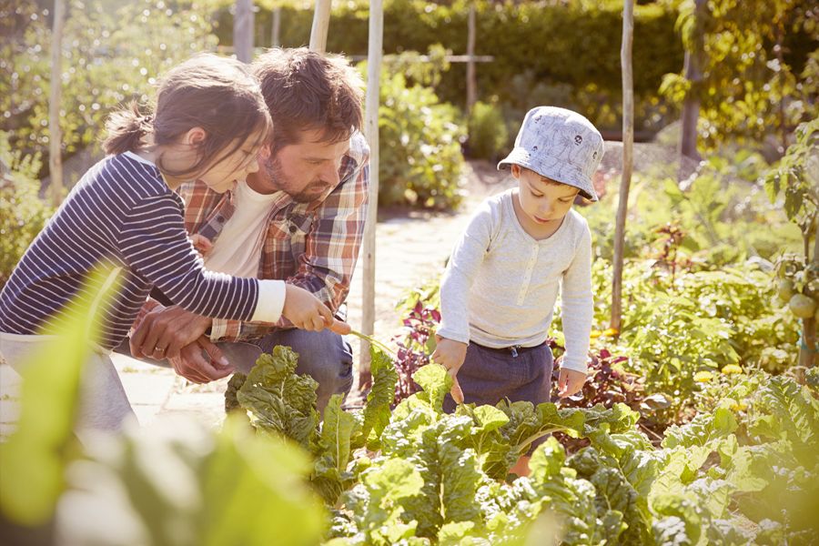 Kinder mit Vater beim Pflegen von Gemüsebeeten.