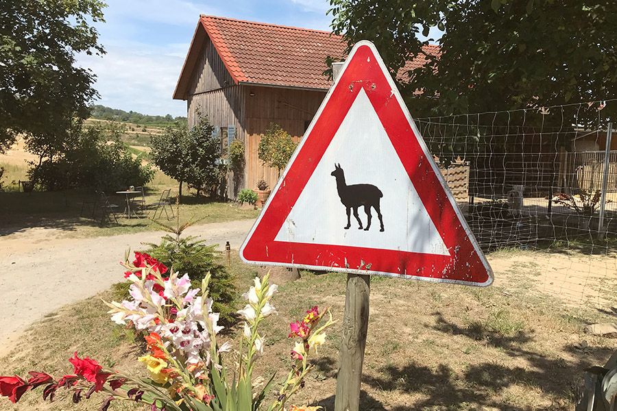 Drei neue Alpakas bei AlpaWaKi dank der SCHWARZWALD-CROWD