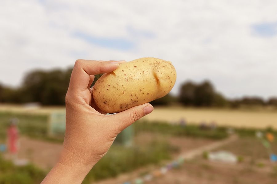 Kartoffeln gedeihen besonders gut in Mischkulturen mit Rainfarn.