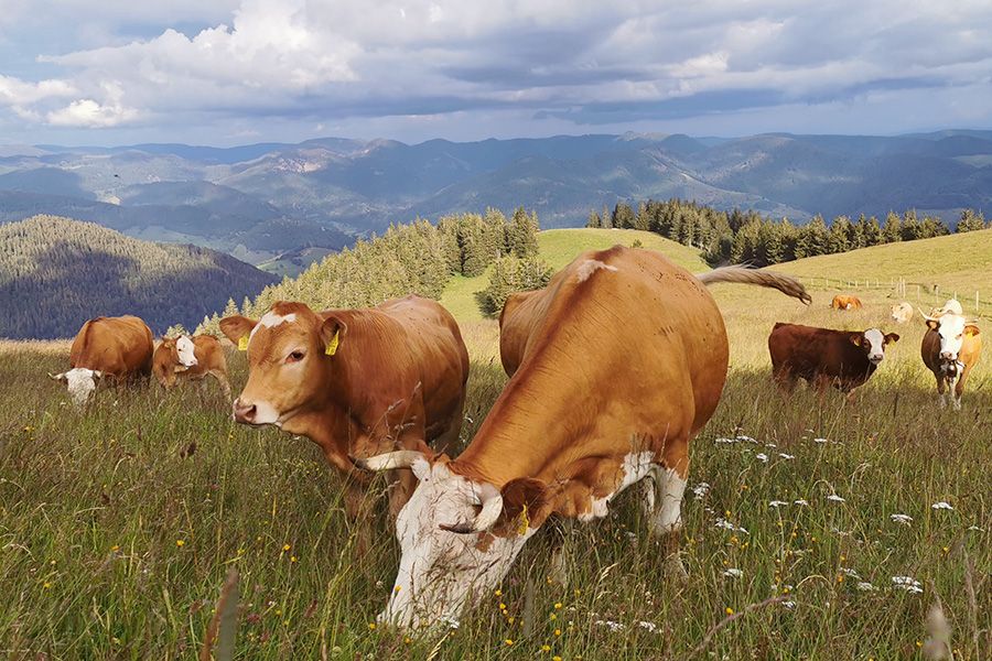 Weidekühe Belchen