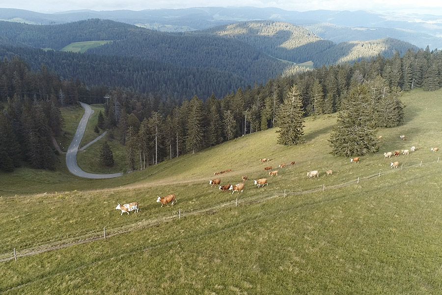 Weidehaltung Kühe