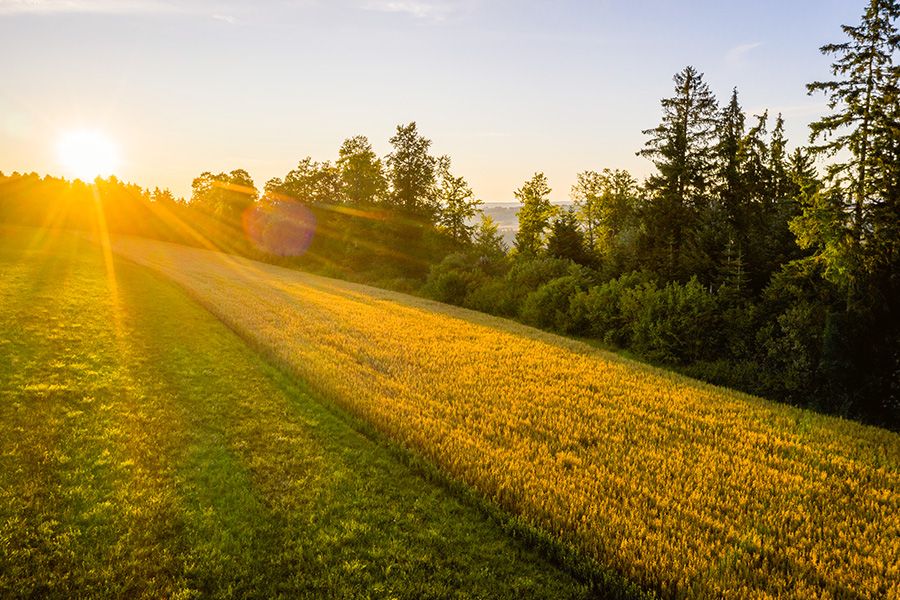 Nachhaltige Kuhmilch-Alternative: Bio-Haferdrink aus dem Schwarzwald