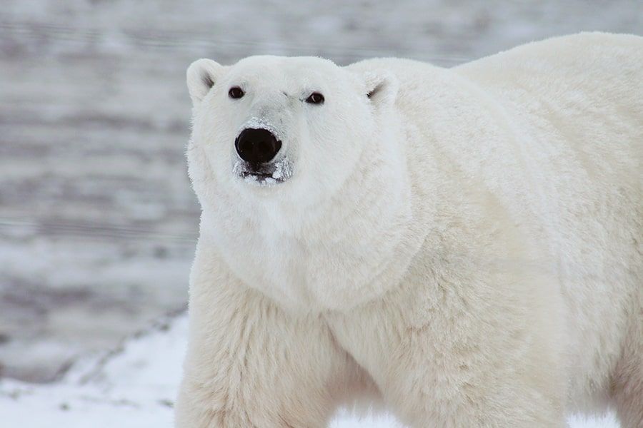 Nahaufnahme eines Eisbären