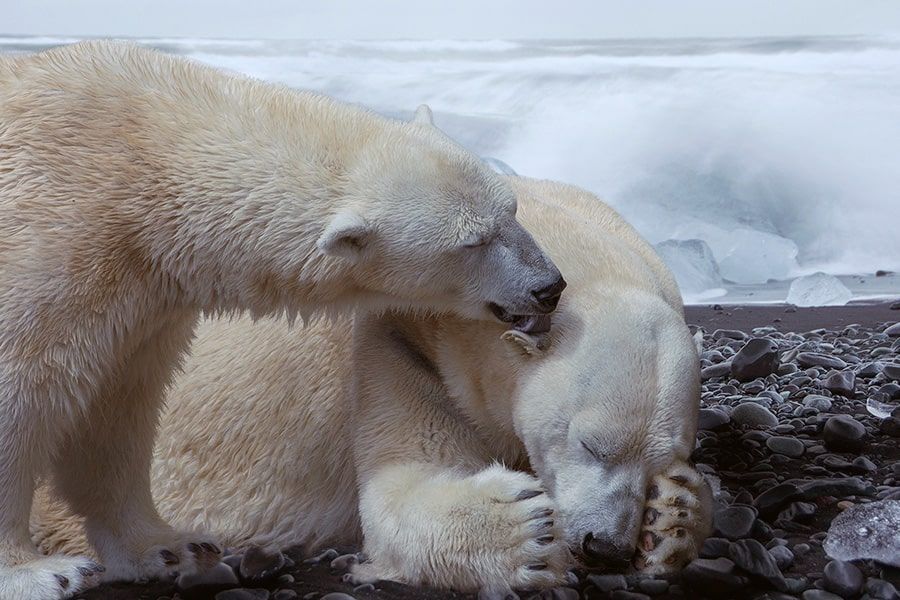 Eisbären während der Paarungszeit