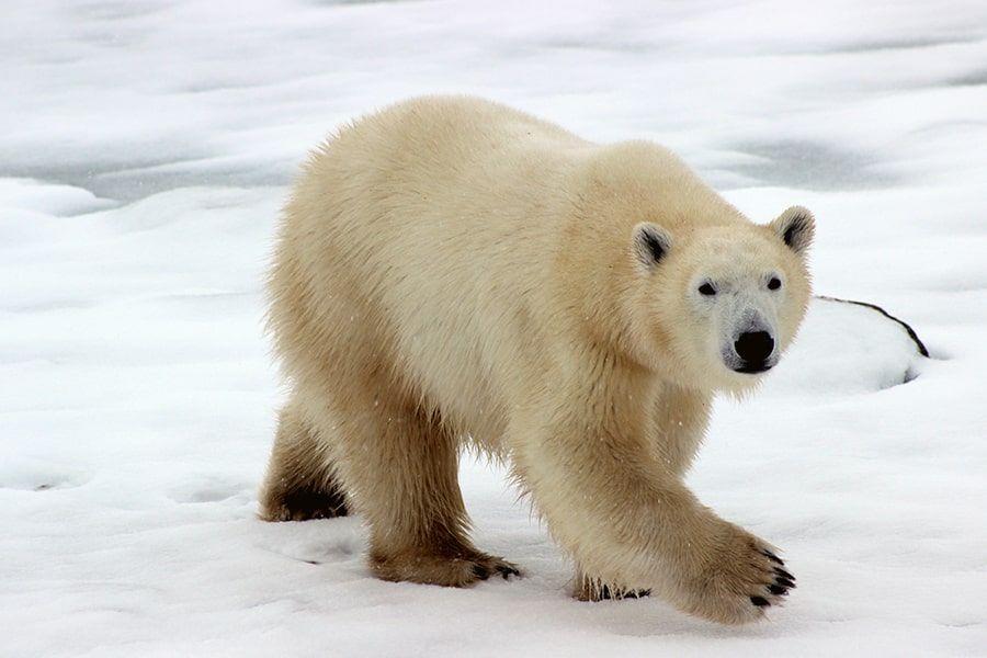 Tag des Eisbären: Ein Lebensraum verschwindet