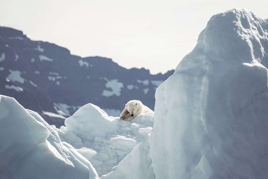 Eisbär liegt auf einem Eisberg in der Sonne