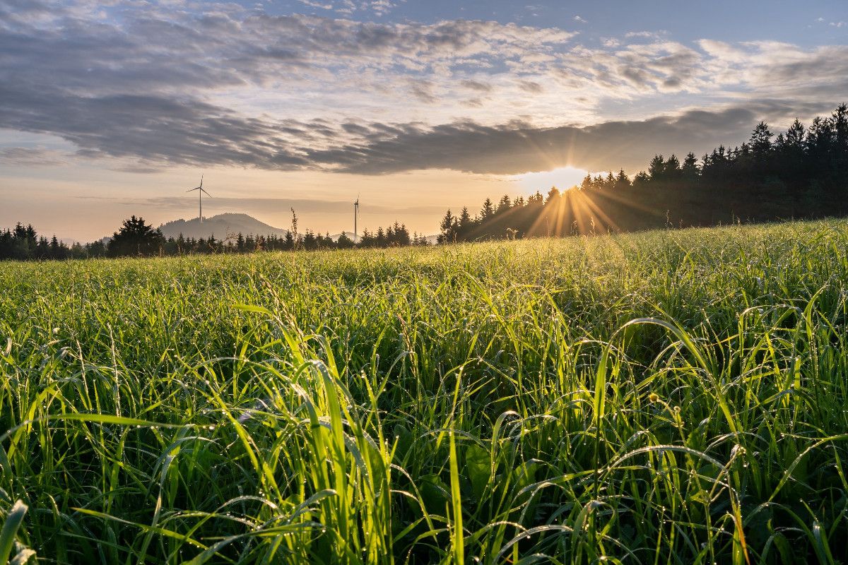 Windräder im Schwarzwald beim Sonnenuntergang