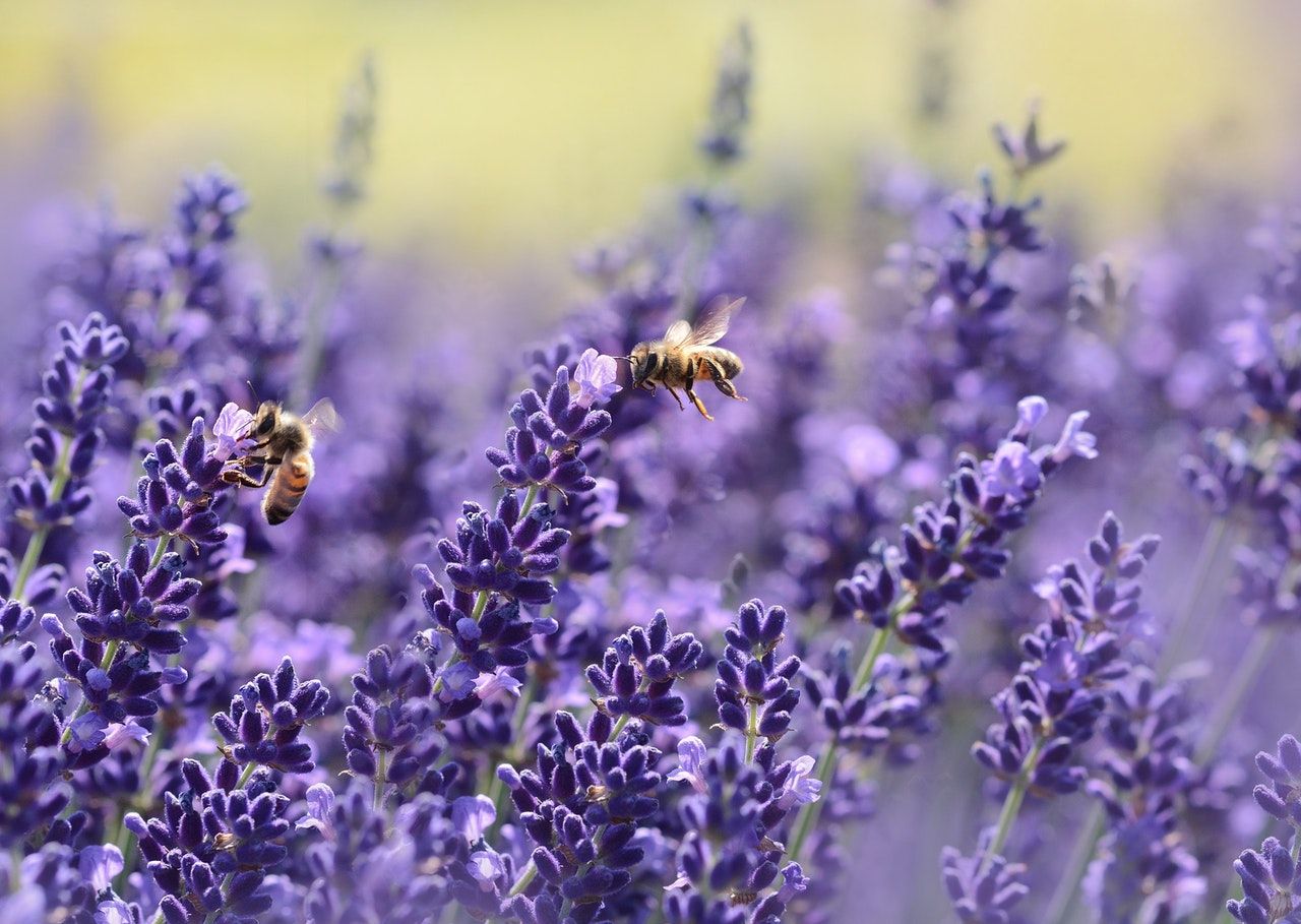 bienenfreundliche blumen