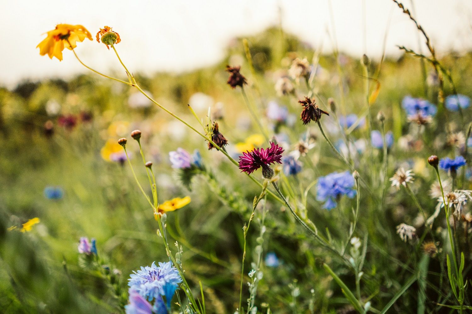 Blumen für Bienen – eine Blumenweide anlegen