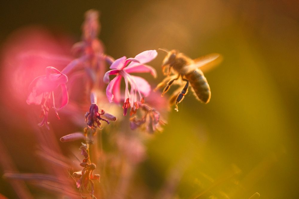 Bienenweide anlegen mit Blumen für Bienen