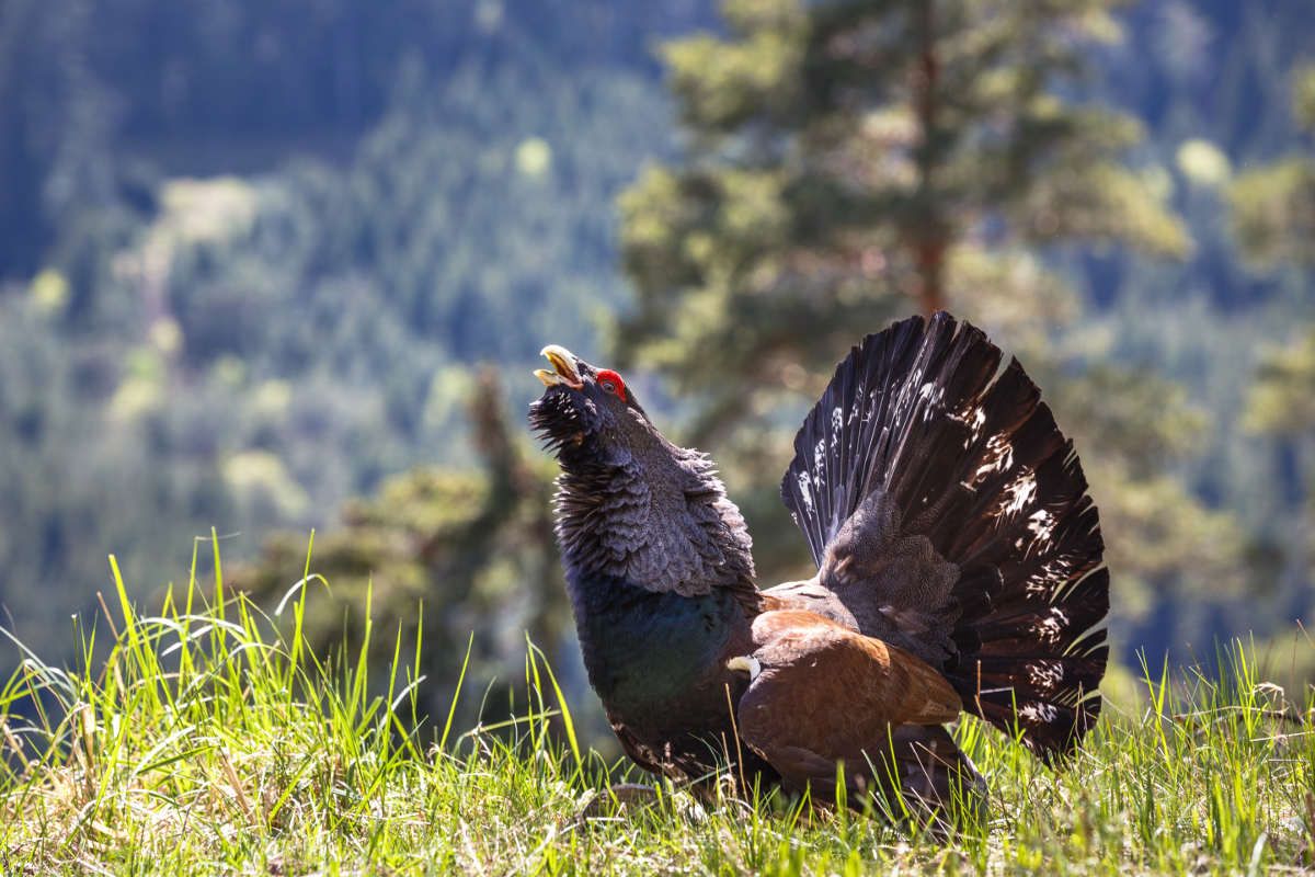 Balzender Auerhahn