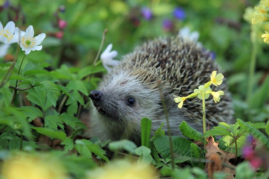 Igel im Naturgarten