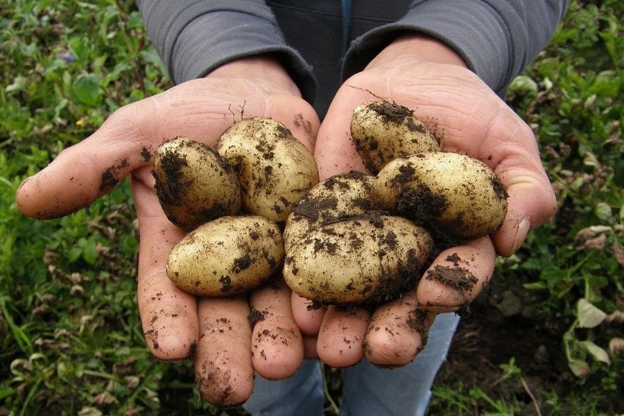 Frisch geerntete Kartoffeln