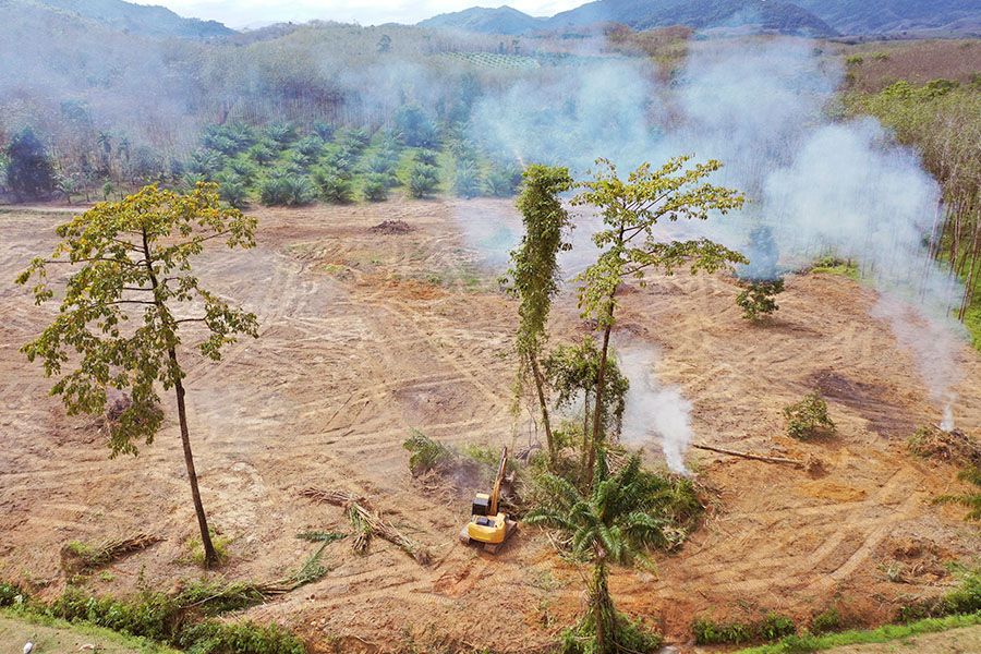 Abholzung des Regenwaldes für Palmöl-Plantagen