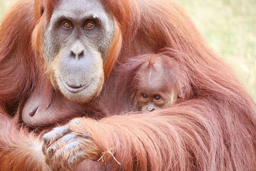 Orang-Utan Mama hält ihr Baby im Arm.