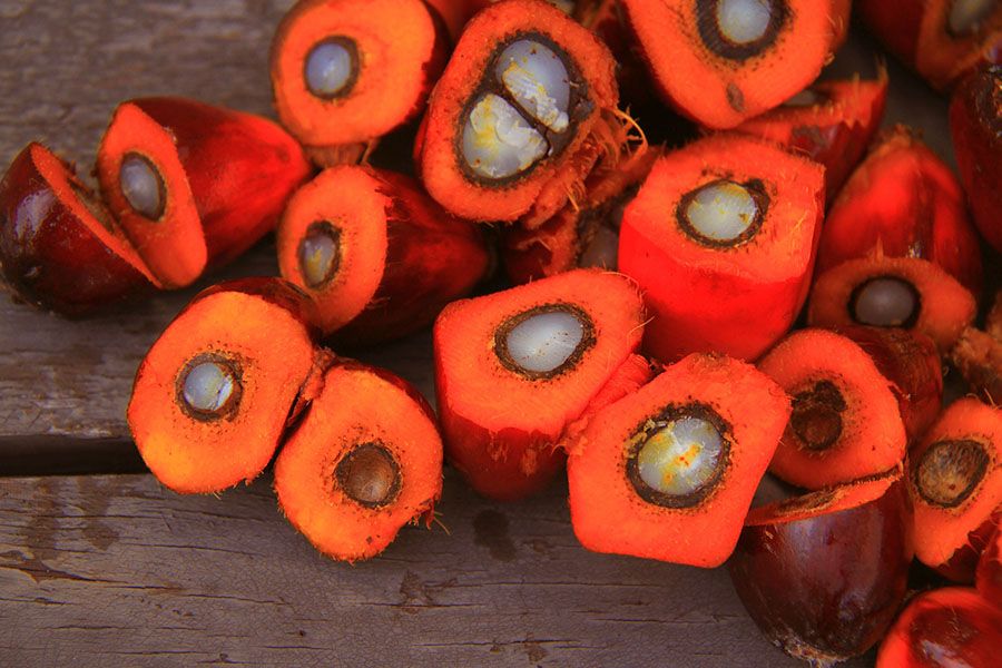 Früchte der Ölpalme mit orange-rotem Fruchtfleisch