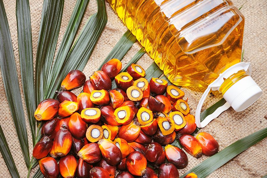 Palmöl pflanze - Die qualitativsten Palmöl pflanze im Vergleich