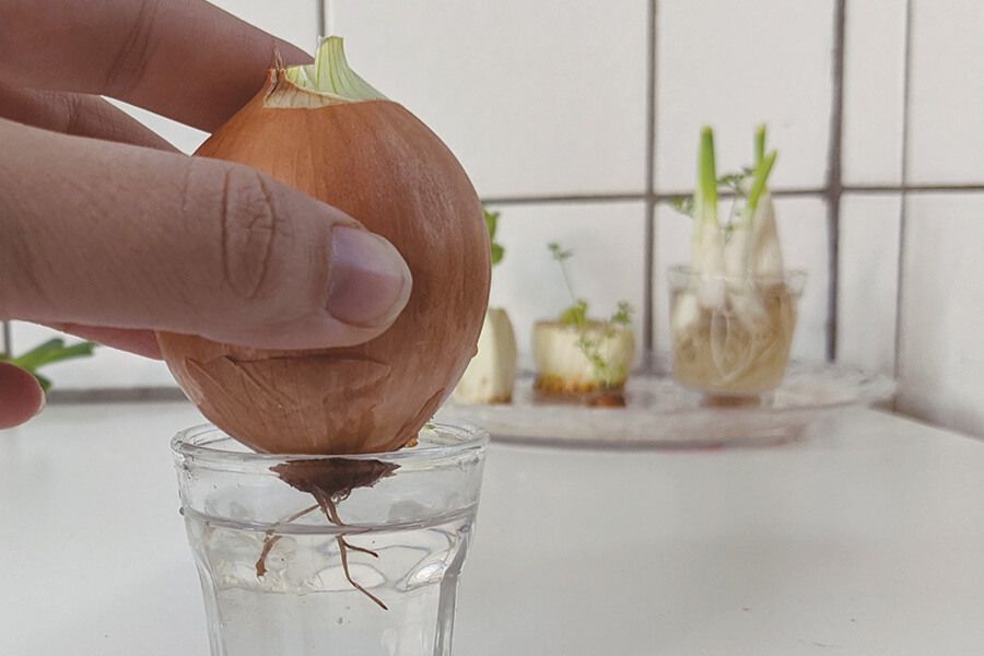 Im Wasserglas bildet die Zwiebel neues Grün.