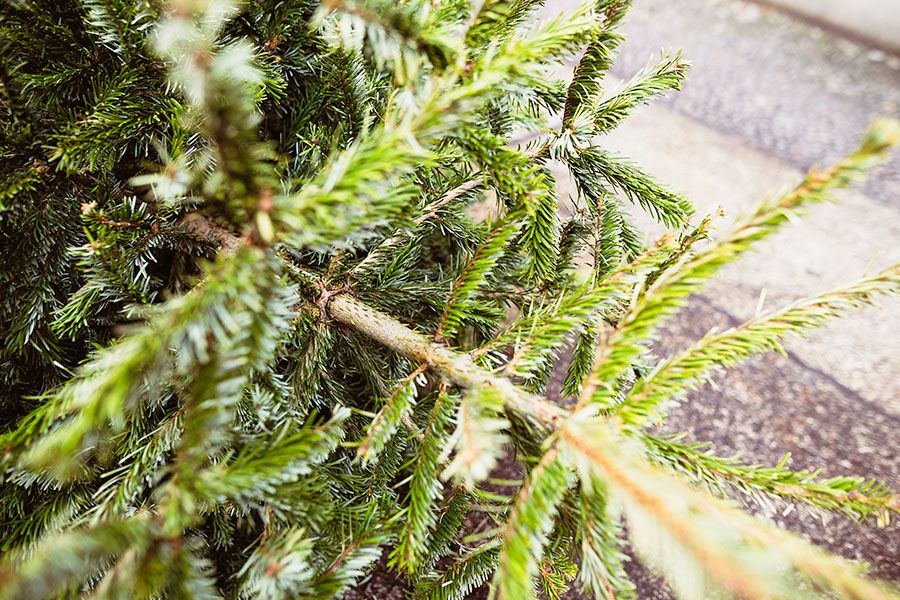 Weihnachtsbaum entsorgen – so geht’s nachhaltig!