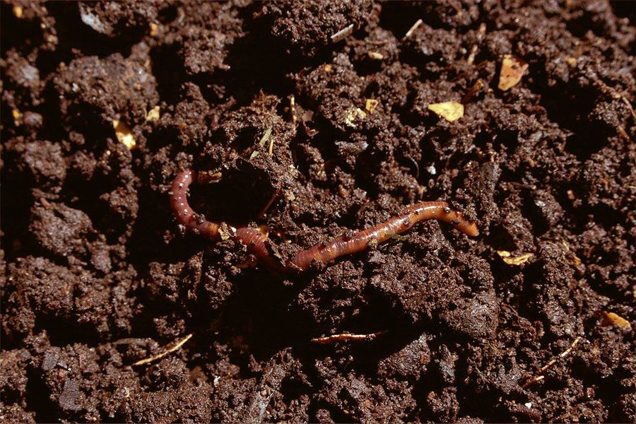 Mikroorganismen und Kleinstlebewesen wie Würmer beschleunigen den Rotteprozess im Kompost.