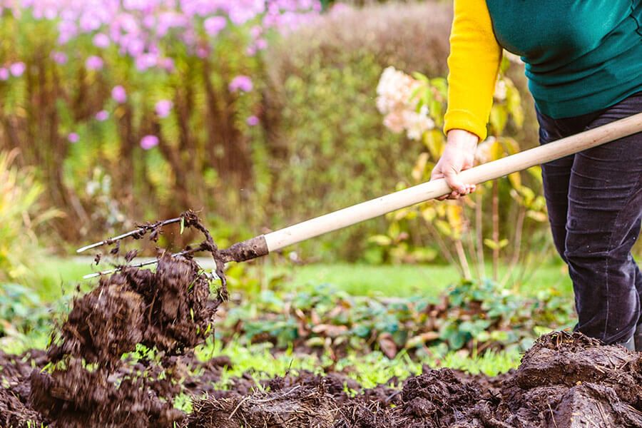 Kompost kann mit einer Gabel im Gartenbeet eingearbeitet werden.