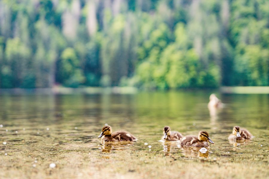 Junge Enten schwimmen am Feldsee im Schwarzwald