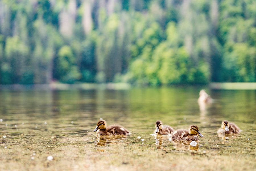 Warum das Pfand für Zigarettenstummel eine furchtbare Idee ist - Umwelt 