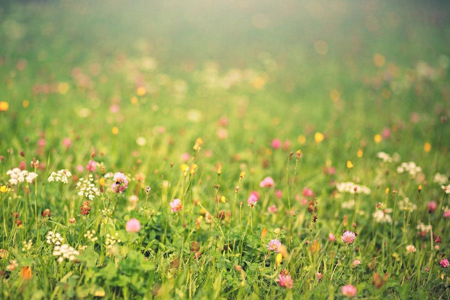 Blumenwiese mit Löwenzahn