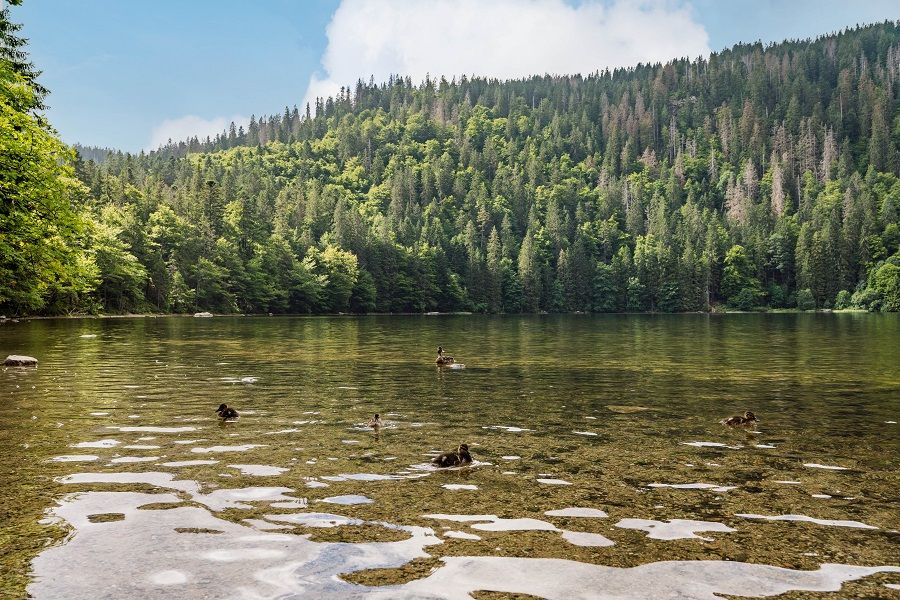 Feldsee im Schwarzwald.