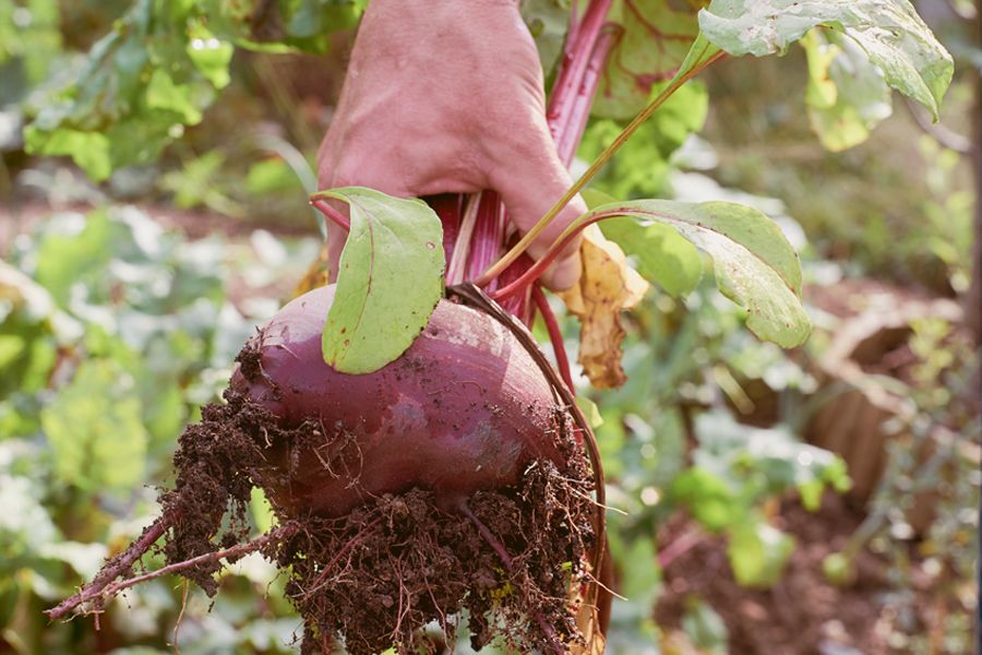 Frisch geerntete Rote Bete