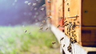 Nachhaltigkeit: Bienenengagement badenova