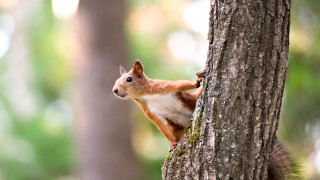 Eichhörnchen auf Baum