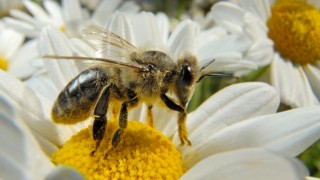 Biene als Bioindikator Nummer eins in der meine energie Ausgabe 2019-03