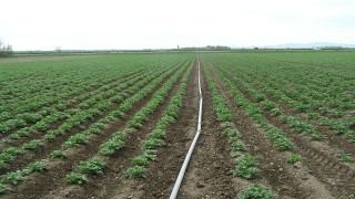Nitratkontrolle für Gewässerschutz hier am Kartoffelfeld