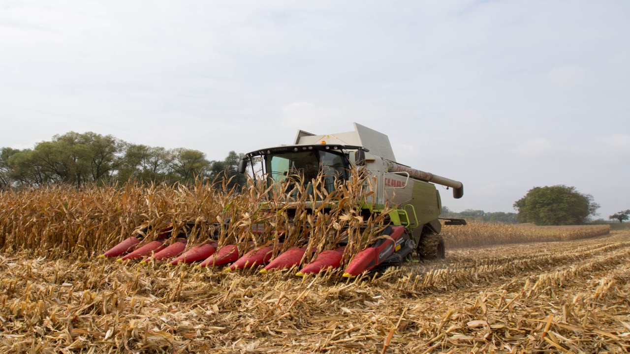 Energetische Nutzung von Maisstroh als landwirtschaftlicher Reststoff