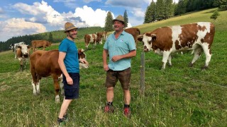 Cowfounding Vorderwälder Rind nachhaltige Viehzucht