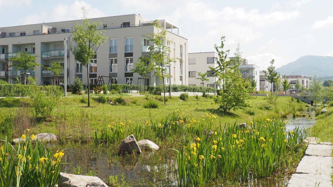 baum20g - Stärkung der Resilienz von Stadtbaumen im Zeichen des Klimawandels durch ein integriertes und vernetztes urbanes Baumquartiers- und Wassermanagement für Offenburg 