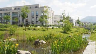 Stadt Offenburg baum2og Bewässerungsmanagementsystem für Stadtbäume
