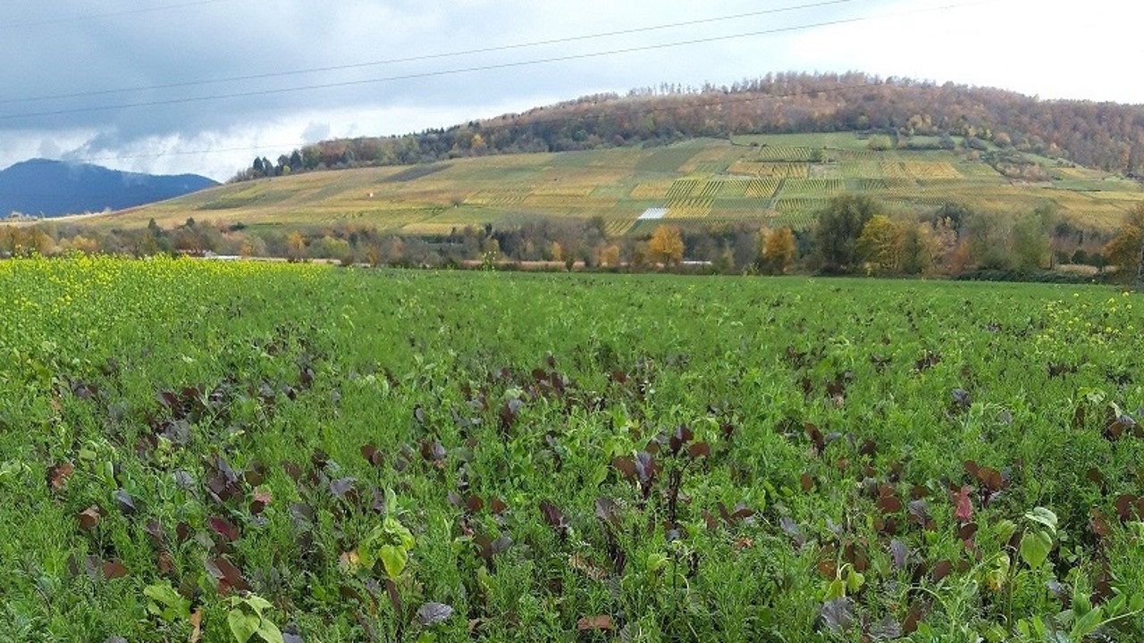 Förderung der Boden-Biodiversität zur dauerhaften Steigerung der Bodenfruchtbarkeit mit intelligentem Ackerbau - InA 2030 