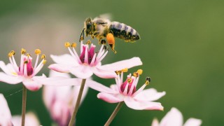 Gemeinsam für den Schutz der Bienen - badenova engagaiert sich auf unterschiedlichste Weise für den Schutz der heimischen Bienen.