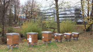 Die ersten Bienenvölker haben ihre Heimat auf dem badenova Betriebsgelände in Freiburg bezogen.
