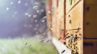 Bienen im Anflug an das Nest