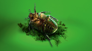 Wärmewende-Motiv mit dem Käfer auf dem Rücken
