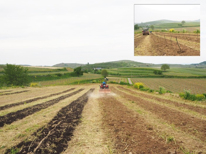 Pflanzenkohle als Maßnahme gegen Nitratauswaschung im Weinbau